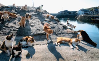 What-Cat-Island